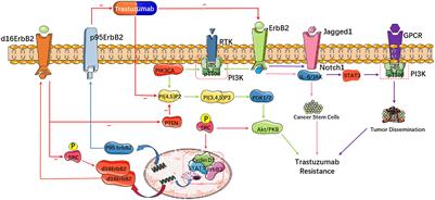 Trastuzumab resistance in HER2-positive breast cancer: Mechanisms, emerging biomarkers and targeting agents